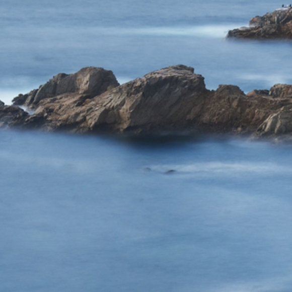 Meet your Posher, Ivy - Picture 1 of 1